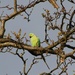 Green Parakeet by oldjosh