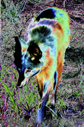 15th Apr 2014 - Solarized Wolf