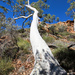 An immense white gum tree by flyrobin
