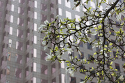 6th Apr 2014 - Vancouver Blossom