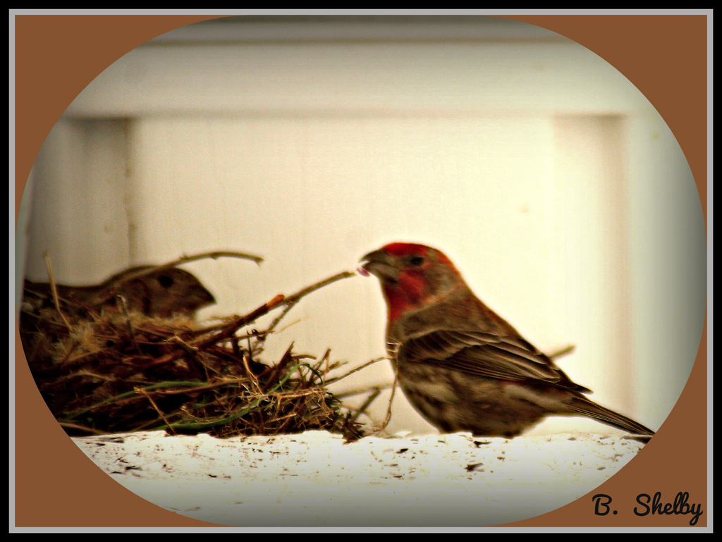 Male Finch Brings Home the Bacon by vernabeth