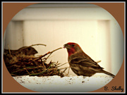 10th Apr 2014 - Male Finch Brings Home the Bacon