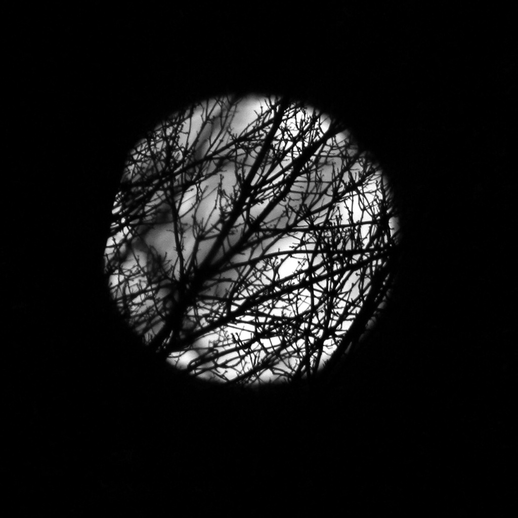 Branches and Moon by tosee