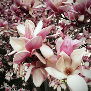 15th Apr 2014 - Pink Magnolias