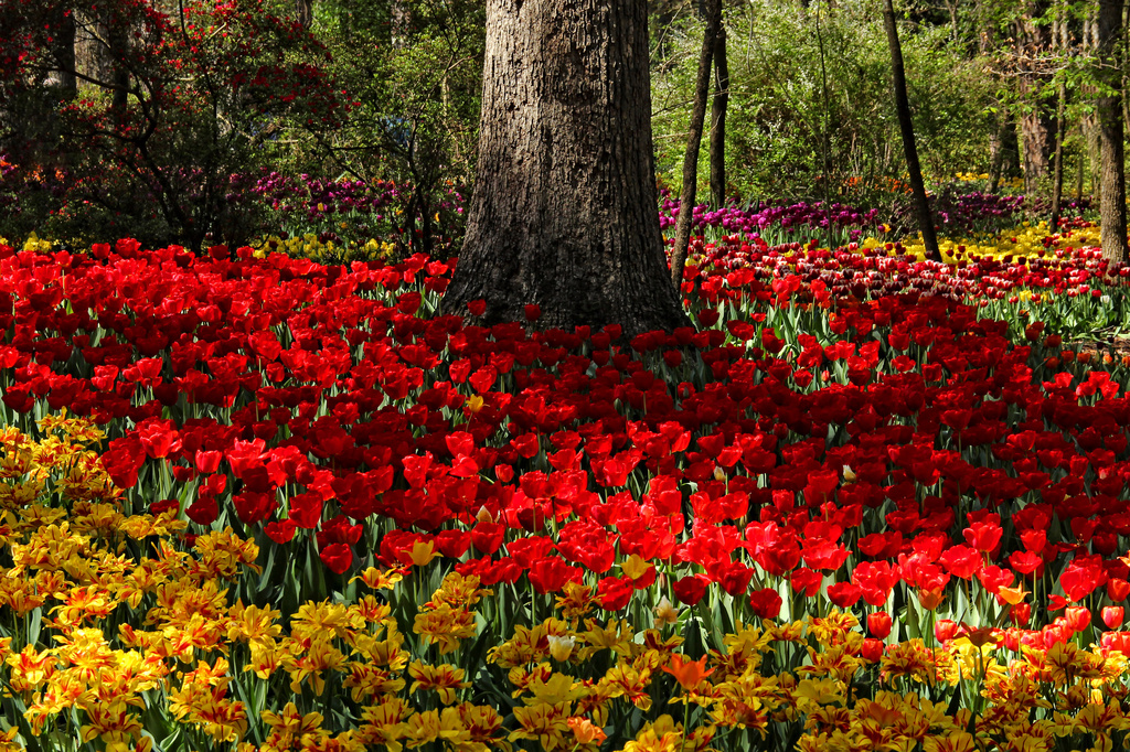 Tulips in Every Color by milaniet