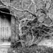 A door and a tree. by newbank