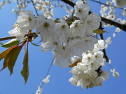 15th Apr 2014 - Cherry blossom....