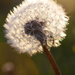 Dandelion in the evening sun by leonbuys83