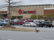 15th Apr 2014 - Shopping geese