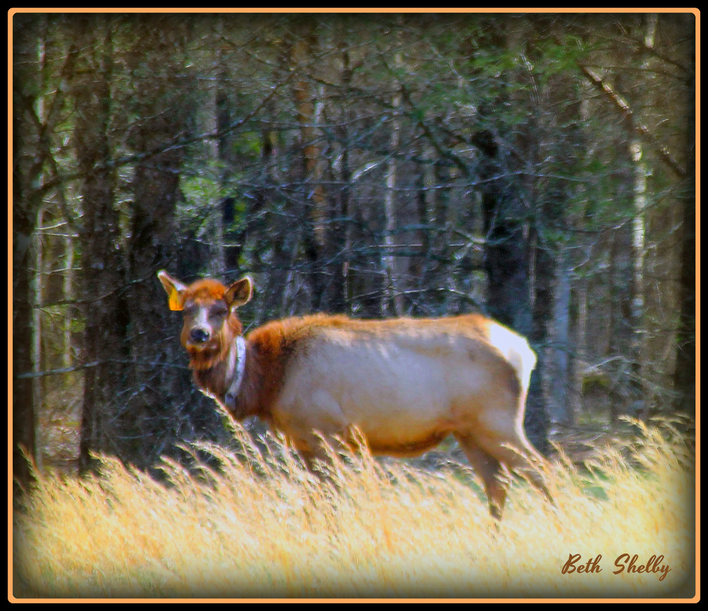 Elk cow by vernabeth