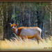 Elk cow by vernabeth