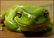 16th Apr 2014 - Bathroom Frog