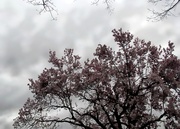 15th Apr 2014 - The Trees Are Blooming