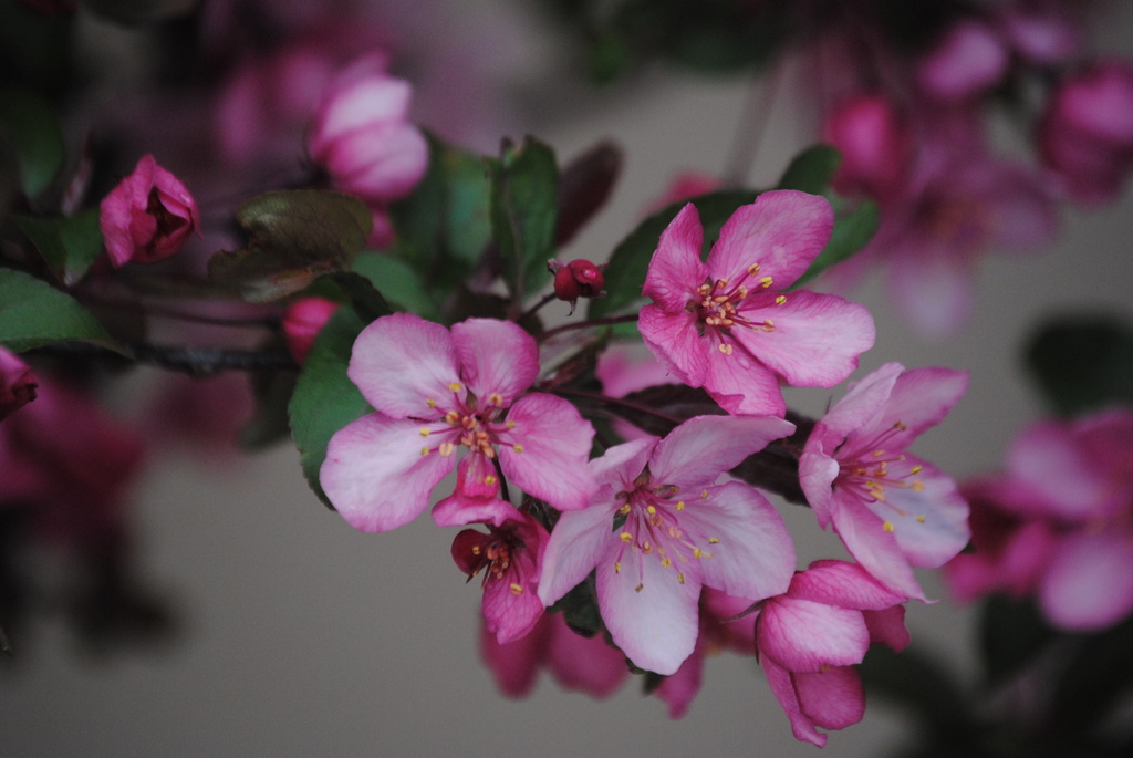 Crabapple Blossoms by genealogygenie