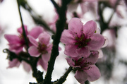 15th Apr 2014 - Spring Blossoms