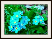 16th Apr 2014 - Forget-Me-Not