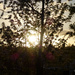 Cherry Tree Sunrise by stephomy