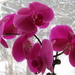 Pink Orchid by radiogirl