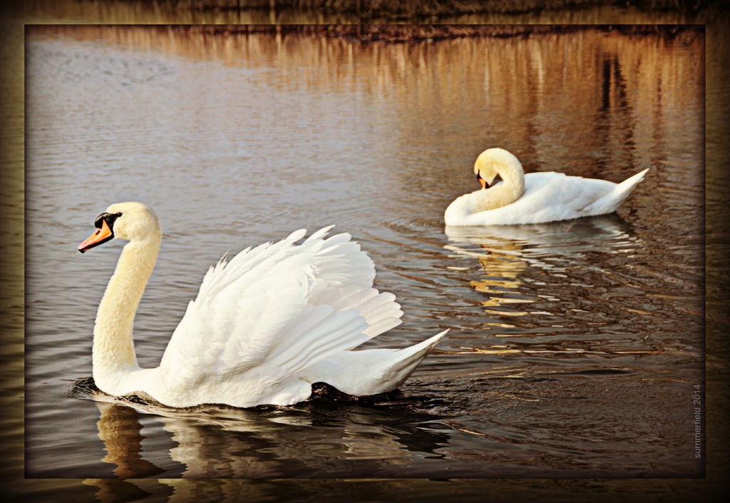 reflections on the pond by summerfield