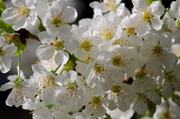 10th Apr 2014 - Cherry Blossoms