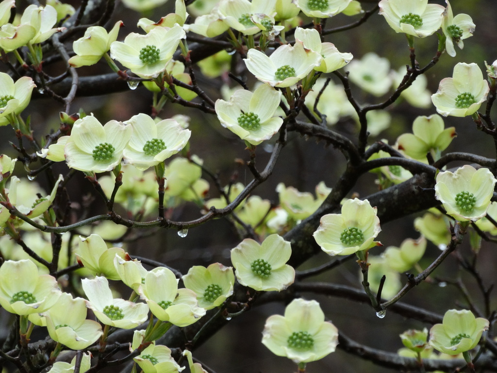 Flowering Dogwood by khawbecker