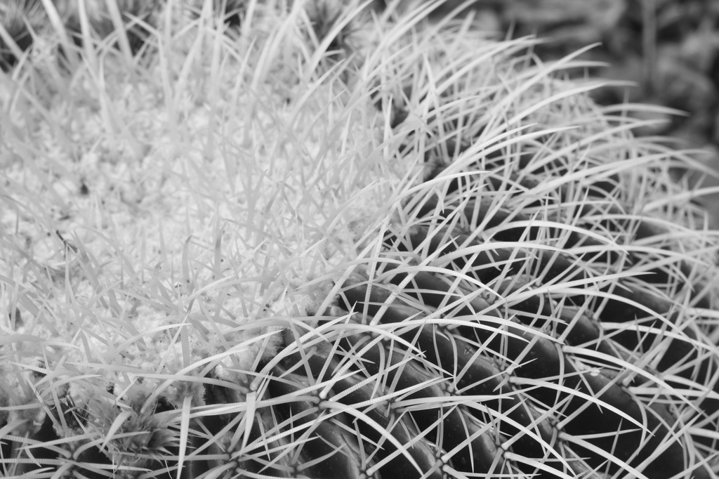 Cactus in B&W by kerristephens