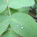 Raindrops - day 7 by kiwiflora