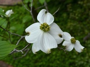 16th Apr 2014 - Flowering dogwood blooms