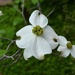 Flowering dogwood blooms by congaree