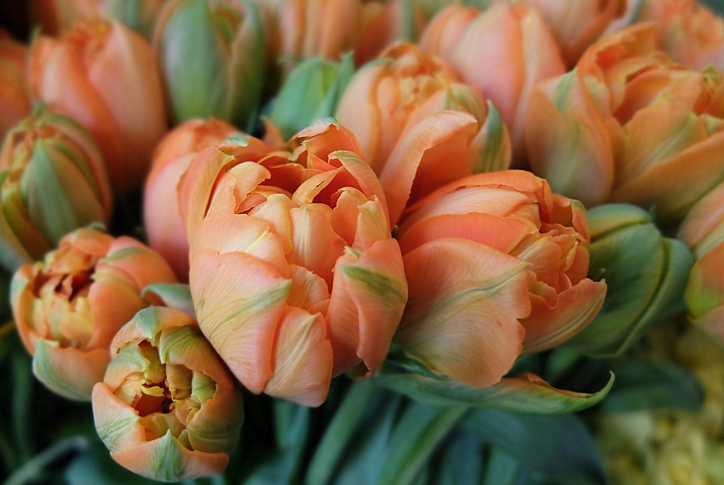 tulips on a flower stall by quietpurplehaze