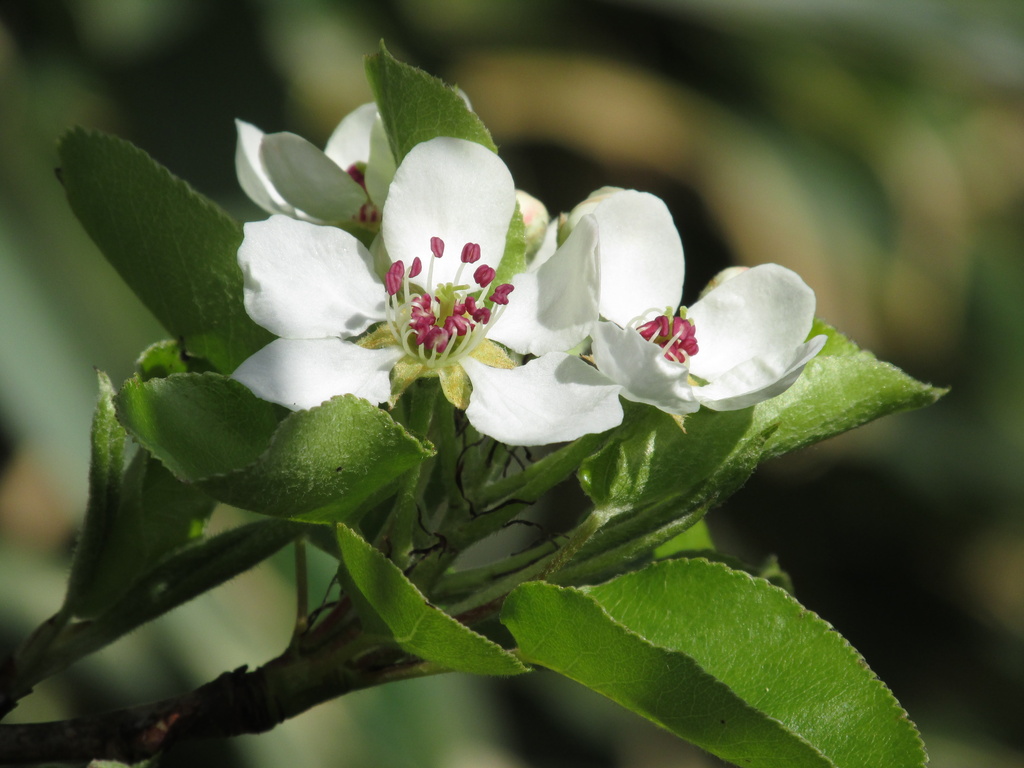 Pear Blossom by motherjane