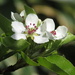 Pear Blossom by motherjane