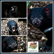 15th Apr 2014 - Devil Ark - Giving hope to the endangered Tasmanian devil