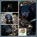 Devil Ark - Giving hope to the endangered Tasmanian devil by annied