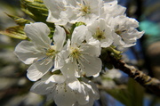16th Apr 2014 - Cherry blossom