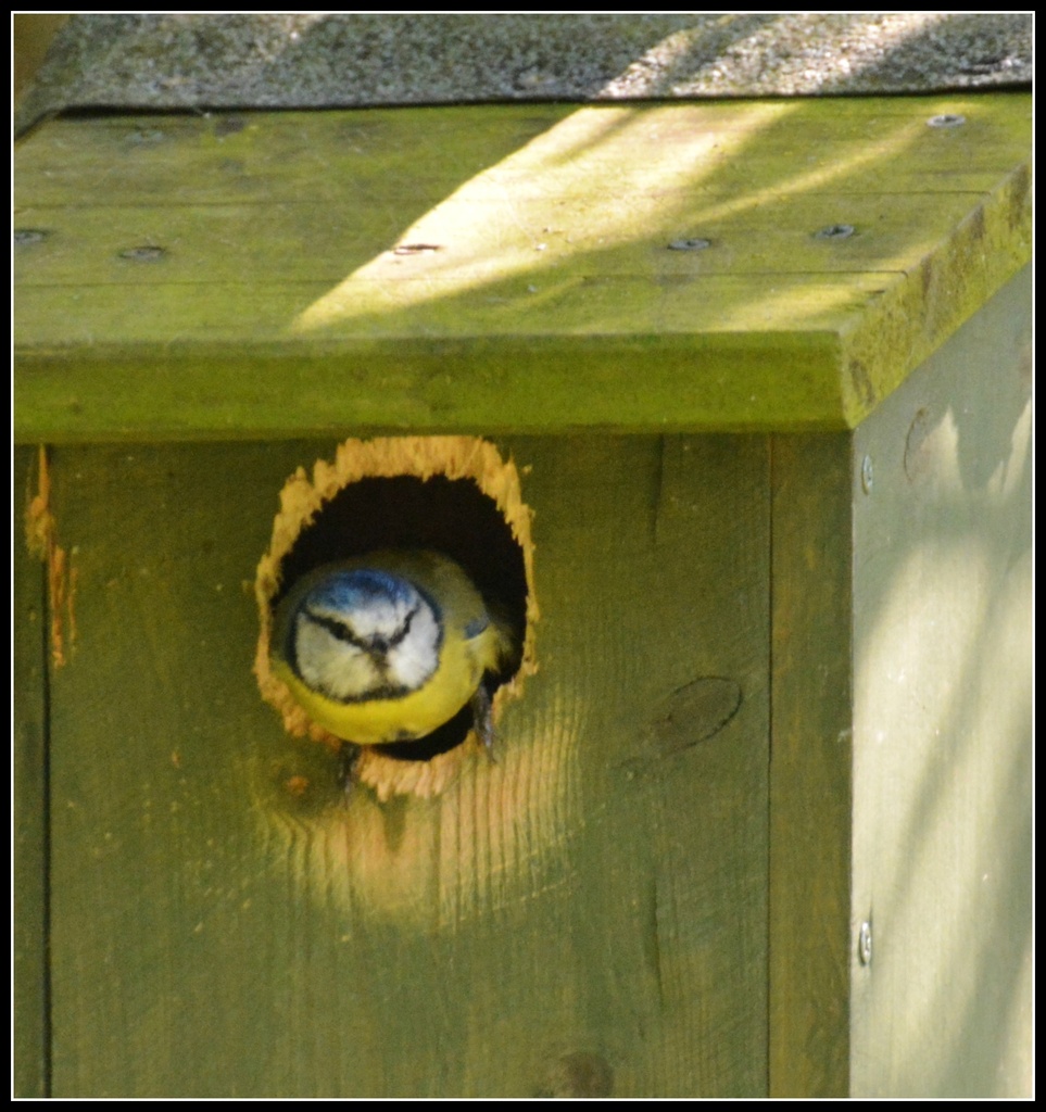 Coming out of his nest box by rosiekind
