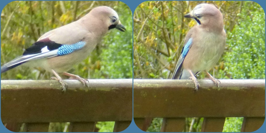 two snapshots of the same jay by quietpurplehaze