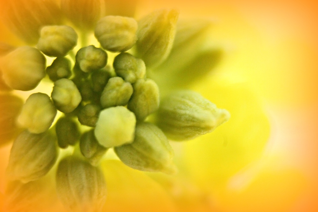 Inside a yellow flower by judyc57