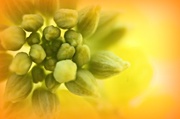 16th Apr 2014 - Inside a yellow flower