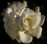 16th Apr 2014 - White Rose