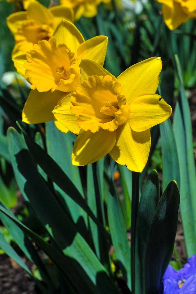 Freezing but cheerful daffodil by loweygrace