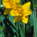 Freezing but cheerful daffodil by loweygrace