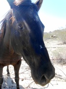 1st Dec 2013 - Lake LA Horse, My Buddy