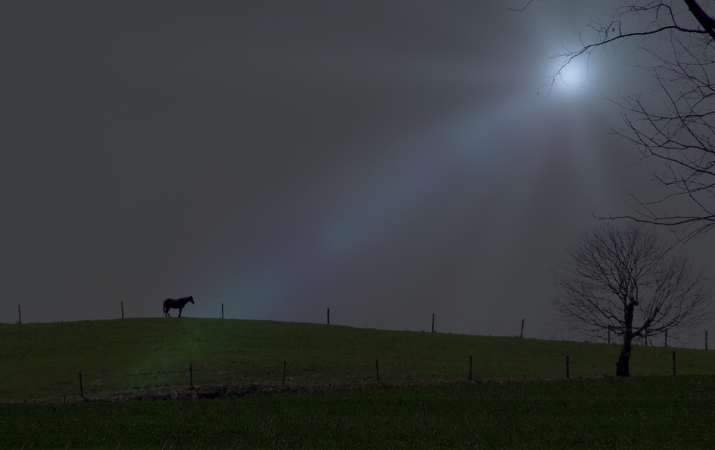 Horse On A Hillside by digitalrn