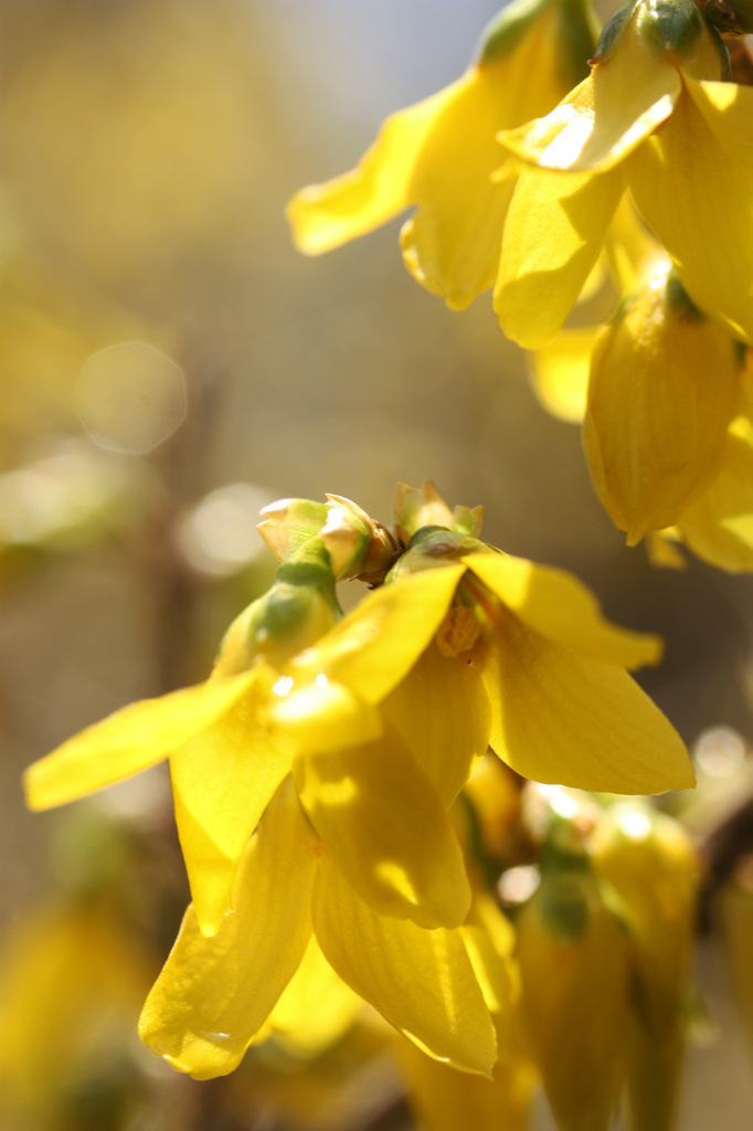 Forsythia in the Sunshine by mzzhope