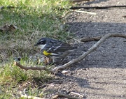 15th Apr 2014 - Yellow-rumped Warbler