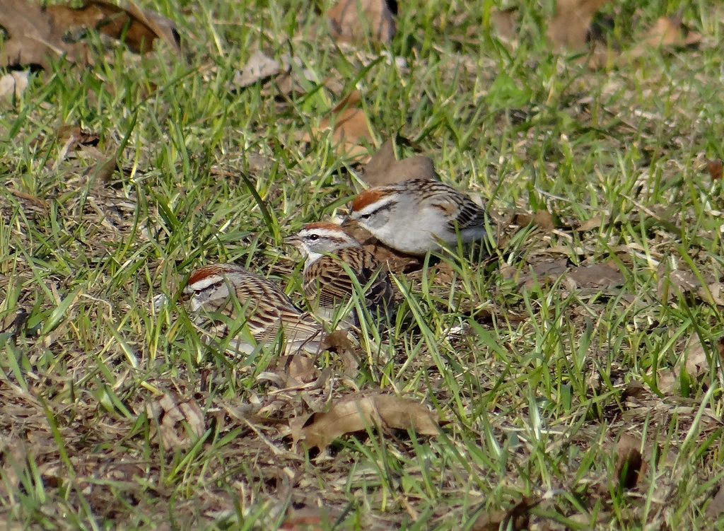 Chipping Sparrows in the grass by annepann