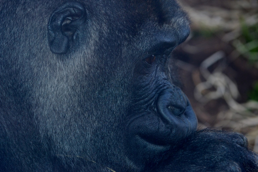 Gorilla by dianeburns