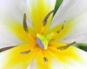 16th Apr 2014 - April 16: Tulip Abstract
