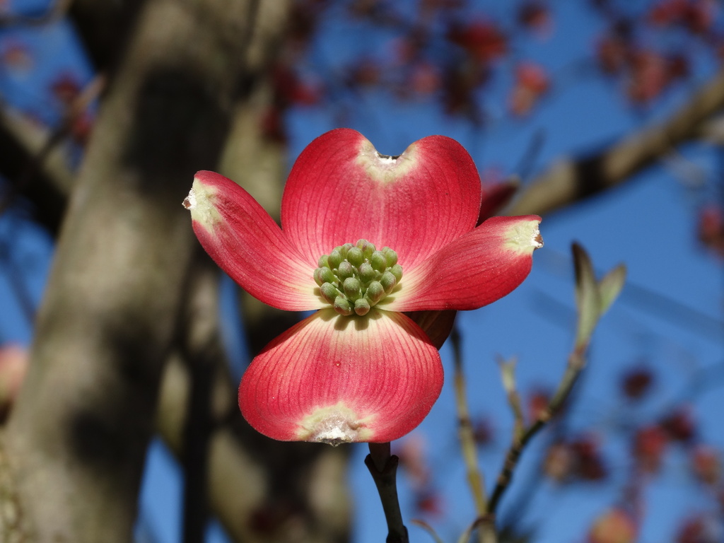 Pink Flowering Dogwood by khawbecker